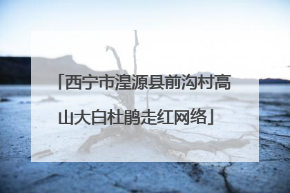 西宁市湟源县前沟村高山大白杜鹃走红网络