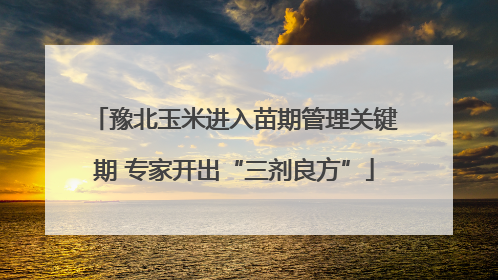 豫北玉米进入苗期管理关键期 专家开出“三剂良方”