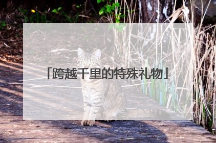 跨越千里的特殊礼物