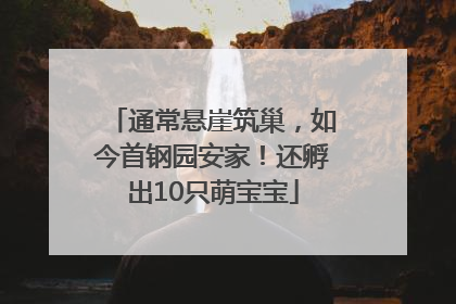 通常悬崖筑巢，如今首钢园安家！还孵出10只萌宝宝