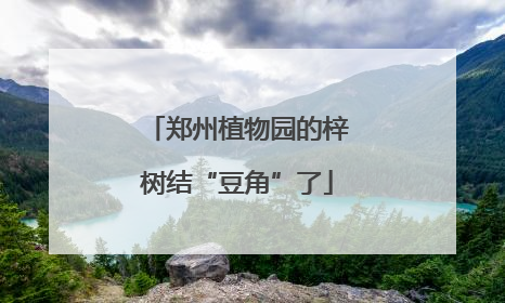郑州植物园的梓树结“豆角”了