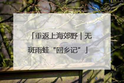 重返上海郊野｜无斑雨蛙“回乡记”