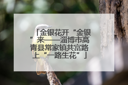 金银花开“金银”来——淄博市高青县常家镇共富路上“一路生花”