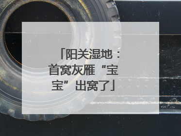 阳关湿地：首窝灰雁“宝宝”出窝了