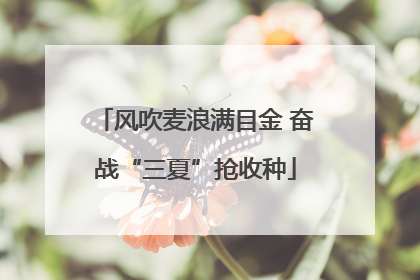 风吹麦浪满目金 奋战“三夏”抢收种
