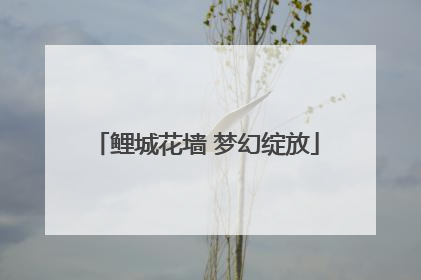 鲤城花墙 梦幻绽放