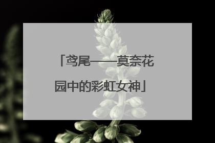 鸢尾——莫奈花园中的彩虹女神