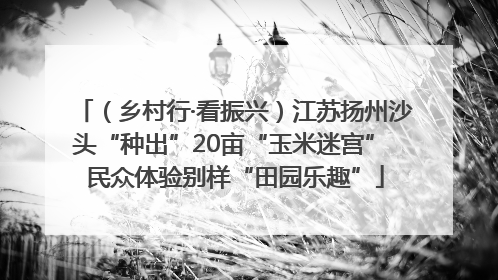 （乡村行·看振兴）江苏扬州沙头“种出”20亩“玉米迷宫” 民众体验别样“田园乐趣”