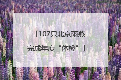 107只北京雨燕完成年度“体检”