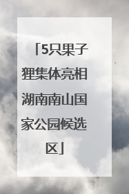 5只果子狸集体亮相湖南南山国家公园候选区